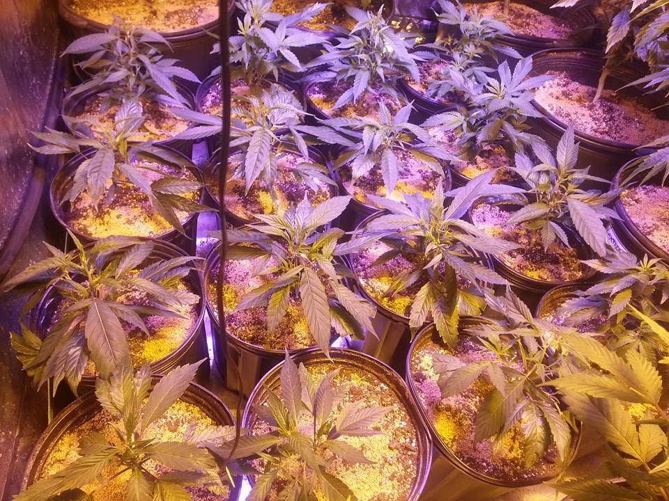 Day 10 Real Time. strain is 'Thousand Oaks'.