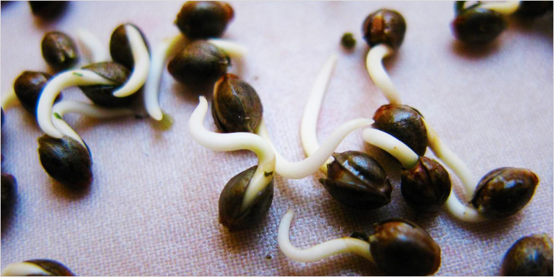 Freshly sprouted Cannabis seeds.