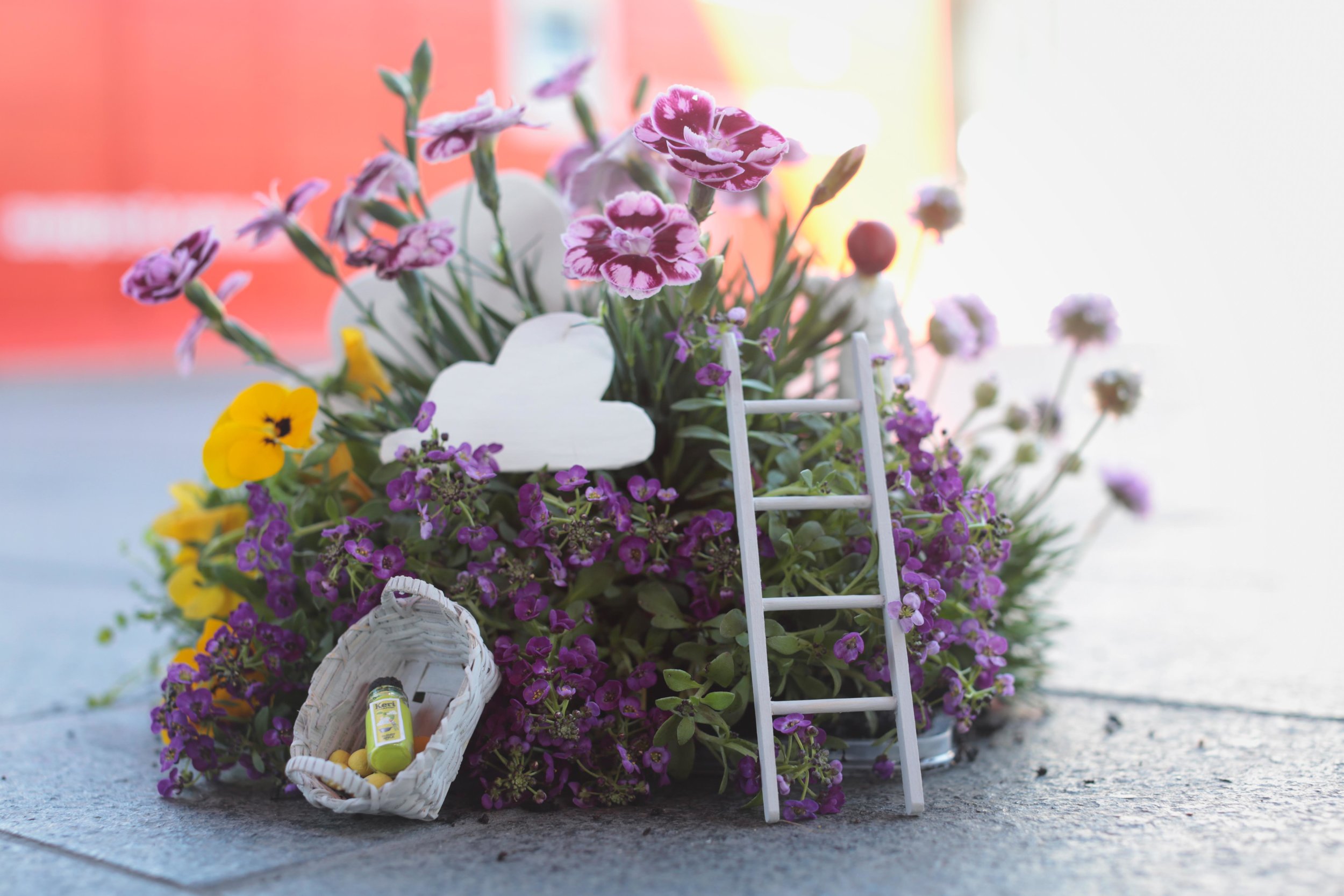 The_Pothole_Gardener_MG_3305.jpg