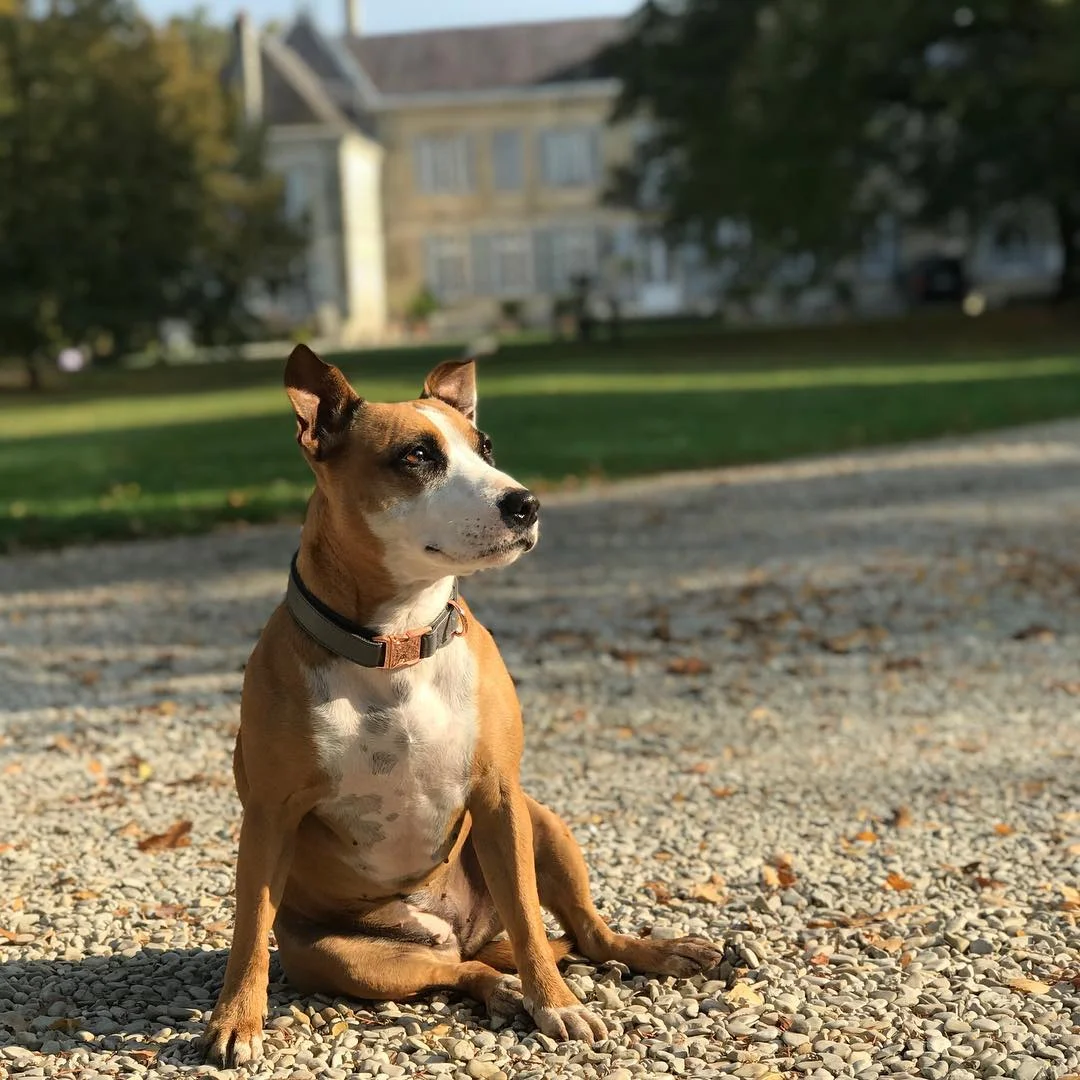 We Are Pets of distillery