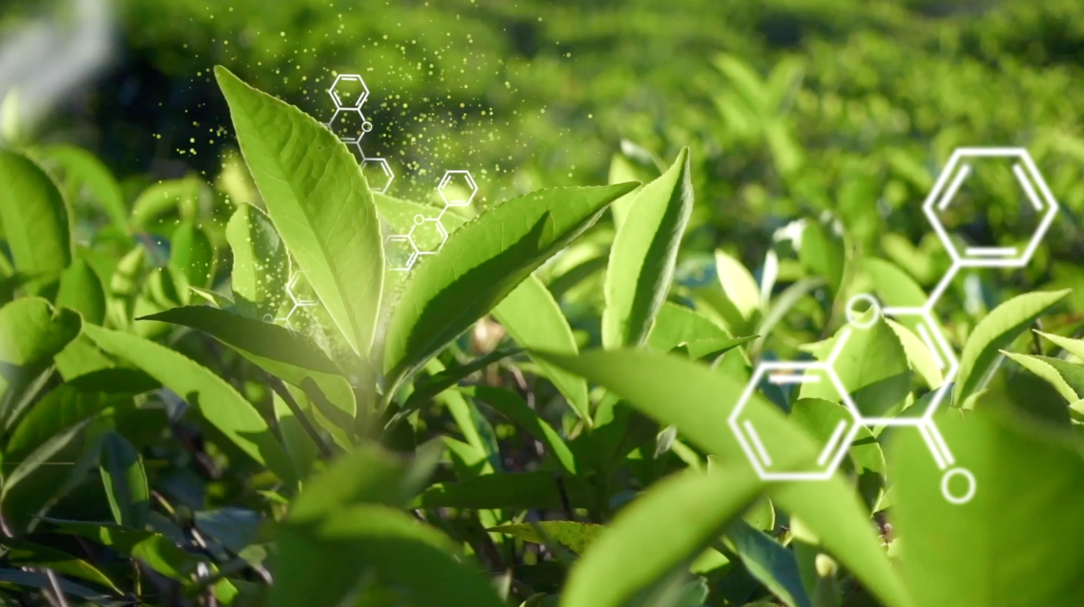 Everyone's cup of tea: distilling visual identities for natural beverages supplier Finlays