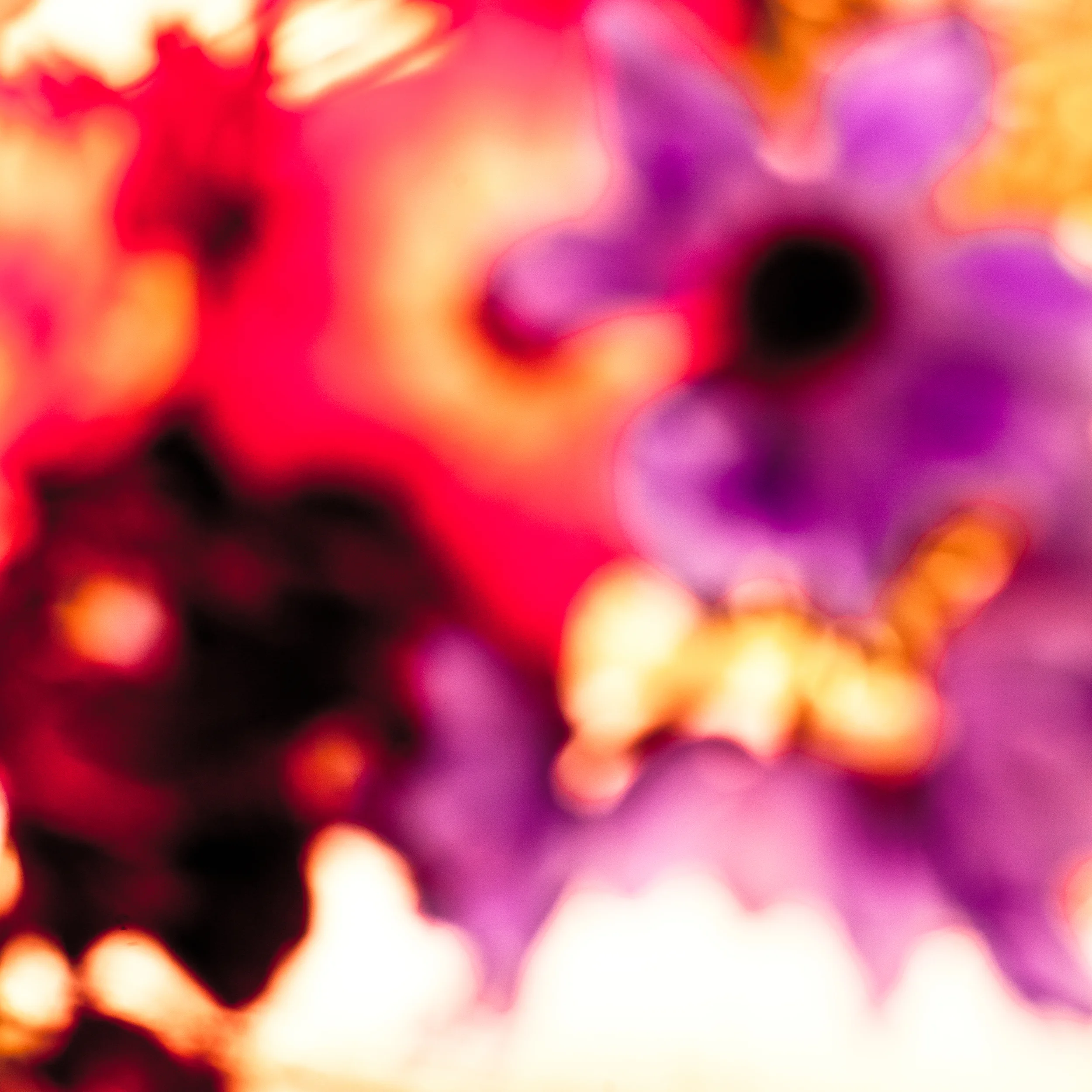 Flora - Red & Violet