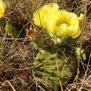 Cactus.jpeg