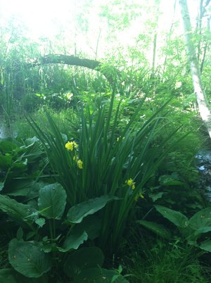 Cowles Bog.jpeg