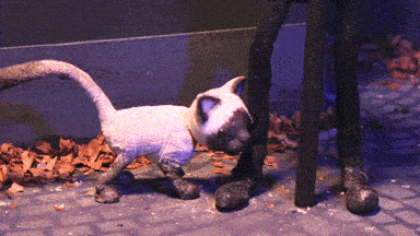 ezgif.com-crop.gif