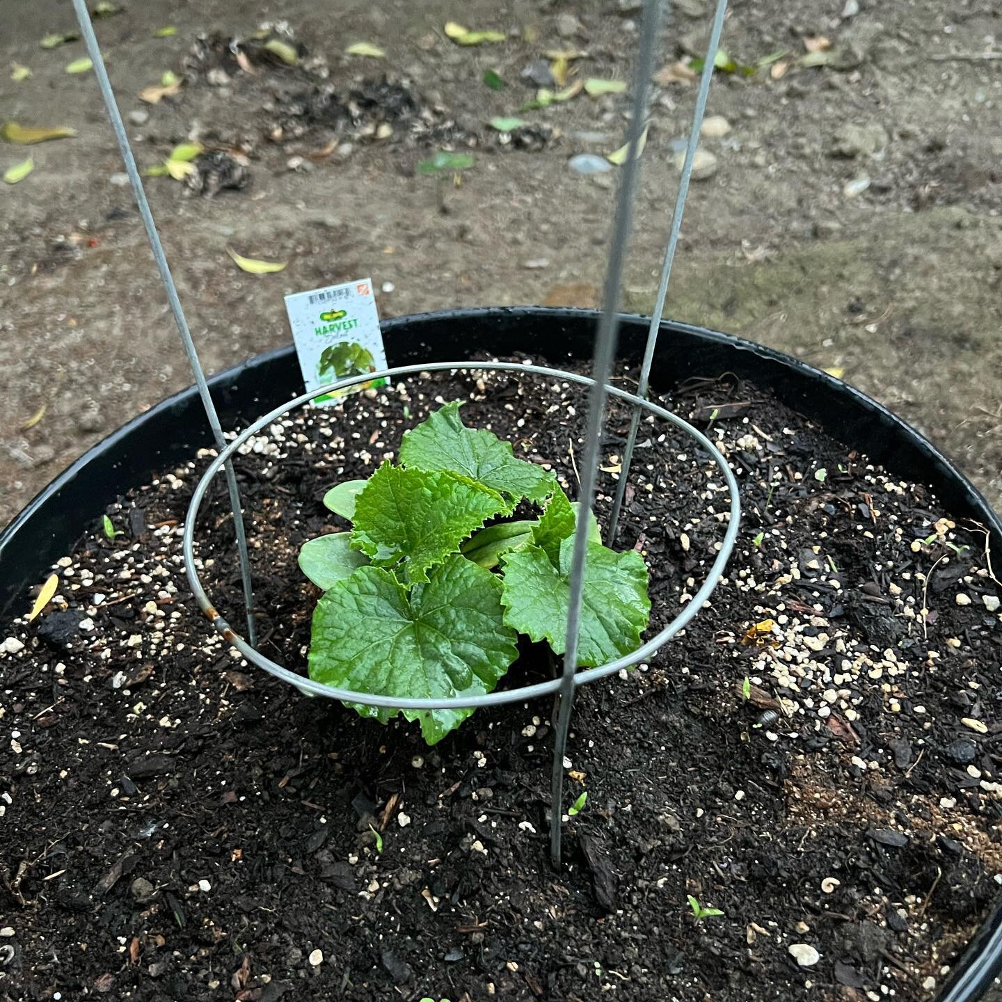 Week 3 Updates:

the tomato plants are thriving. The zucchini plant is really sprouting up. I may want to plant another jalape&ntilde;o or cayenne plant. 

#garden #plantlover #tomato #jalapeno #pepper #california #lawyer #attorney