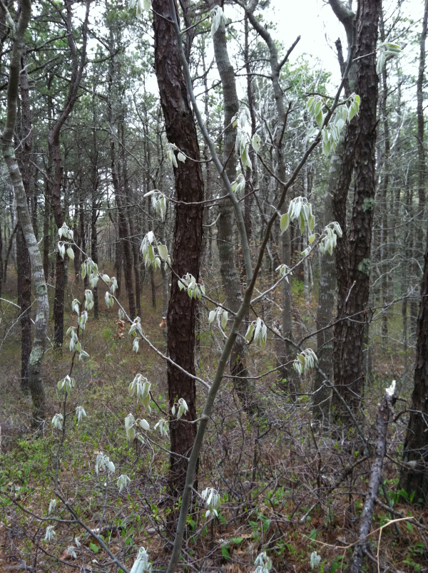 IMG_0301-resized-600.png