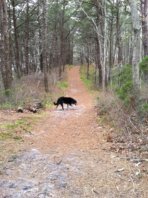 IMG_0313-resized-600.png