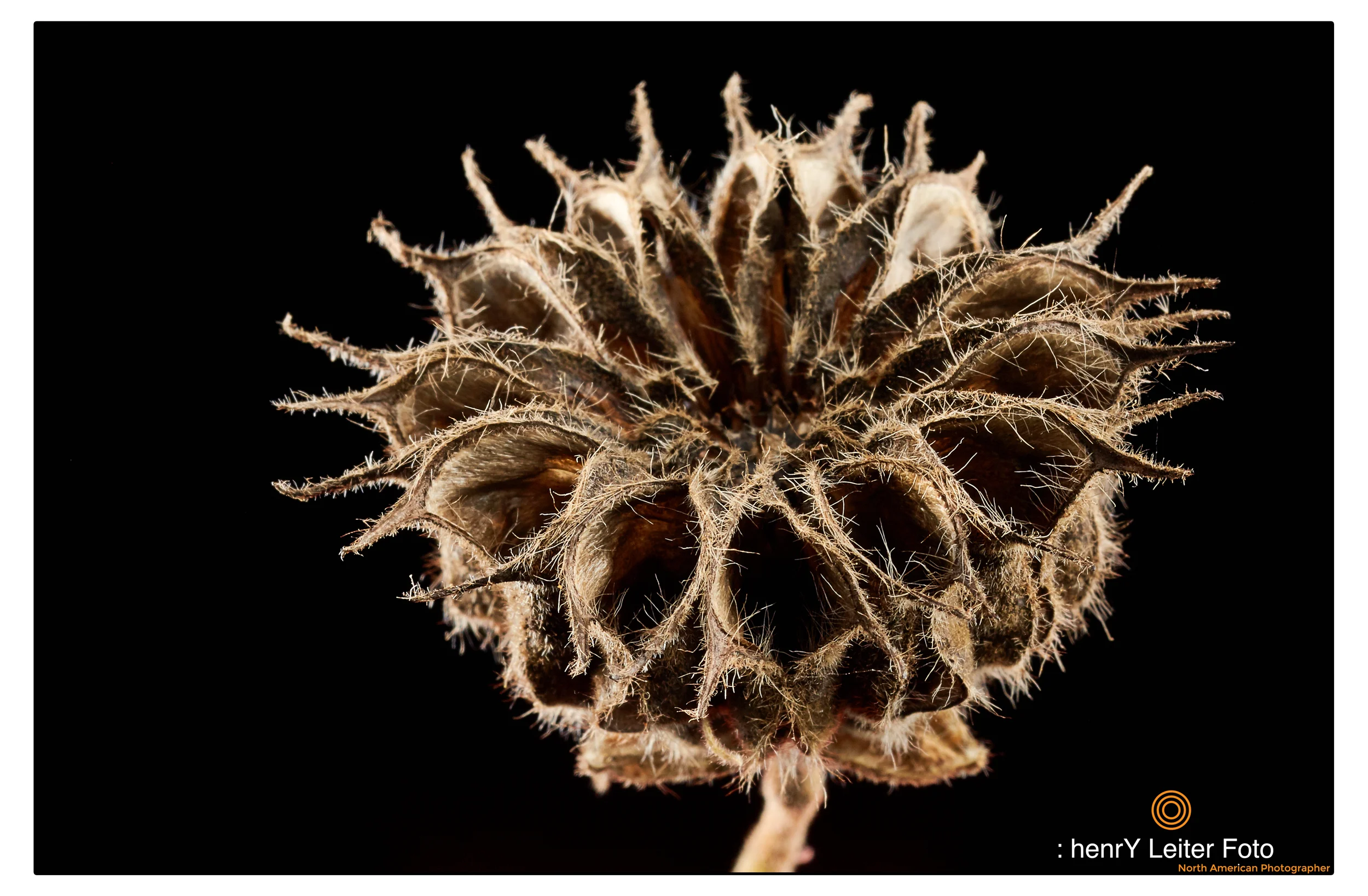 Plant Photography Series: Autumn in Ohio
