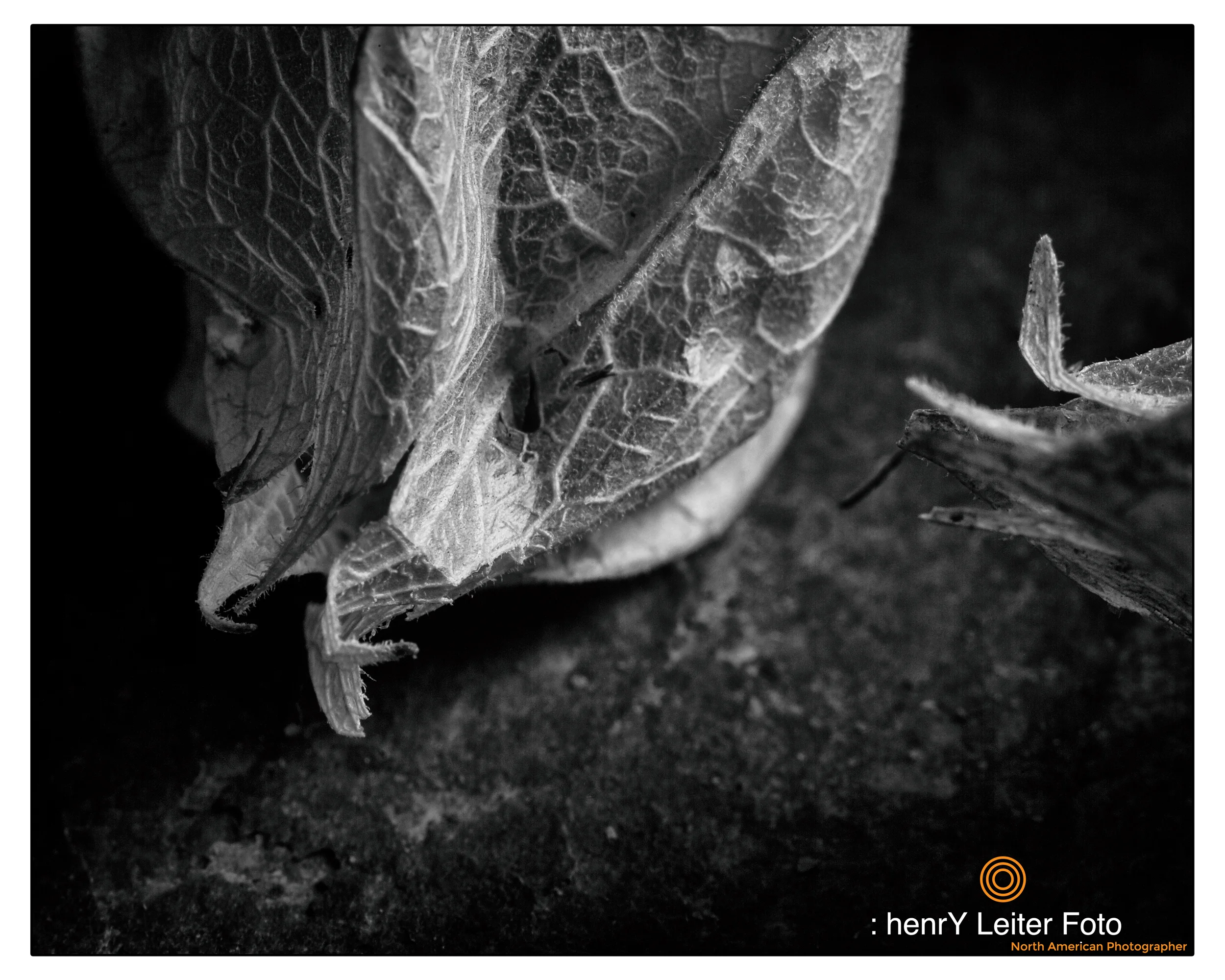 Physalis