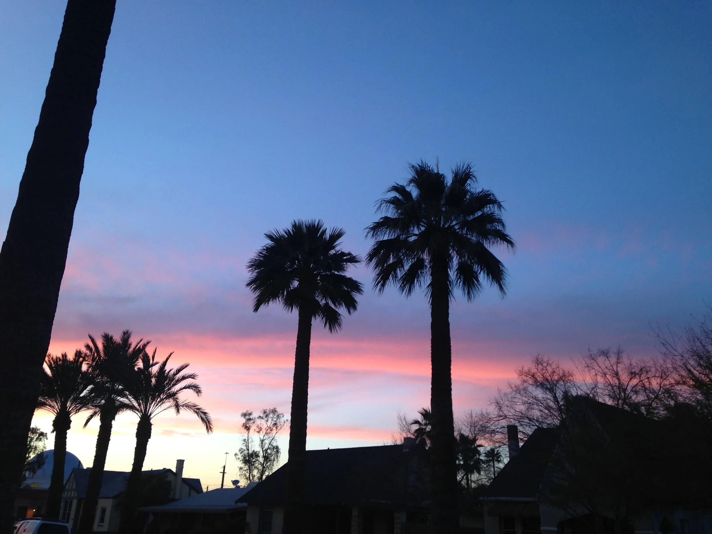 Palm trees at sunset