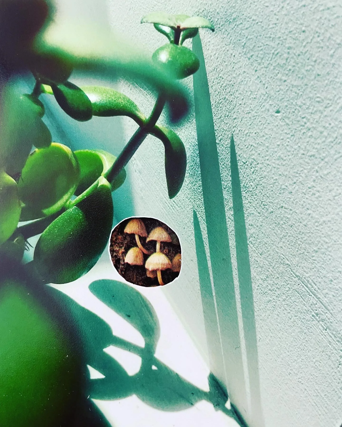 layered collage 2017-2022βοΈπ±π₯π
id: a small hole cut into a printed photo of a jade plant (given by a friend who is no longer here) sitting in a sunny corner of my studio at the brewhouse in 2018. The small hole is filled with an image of tiny bro
