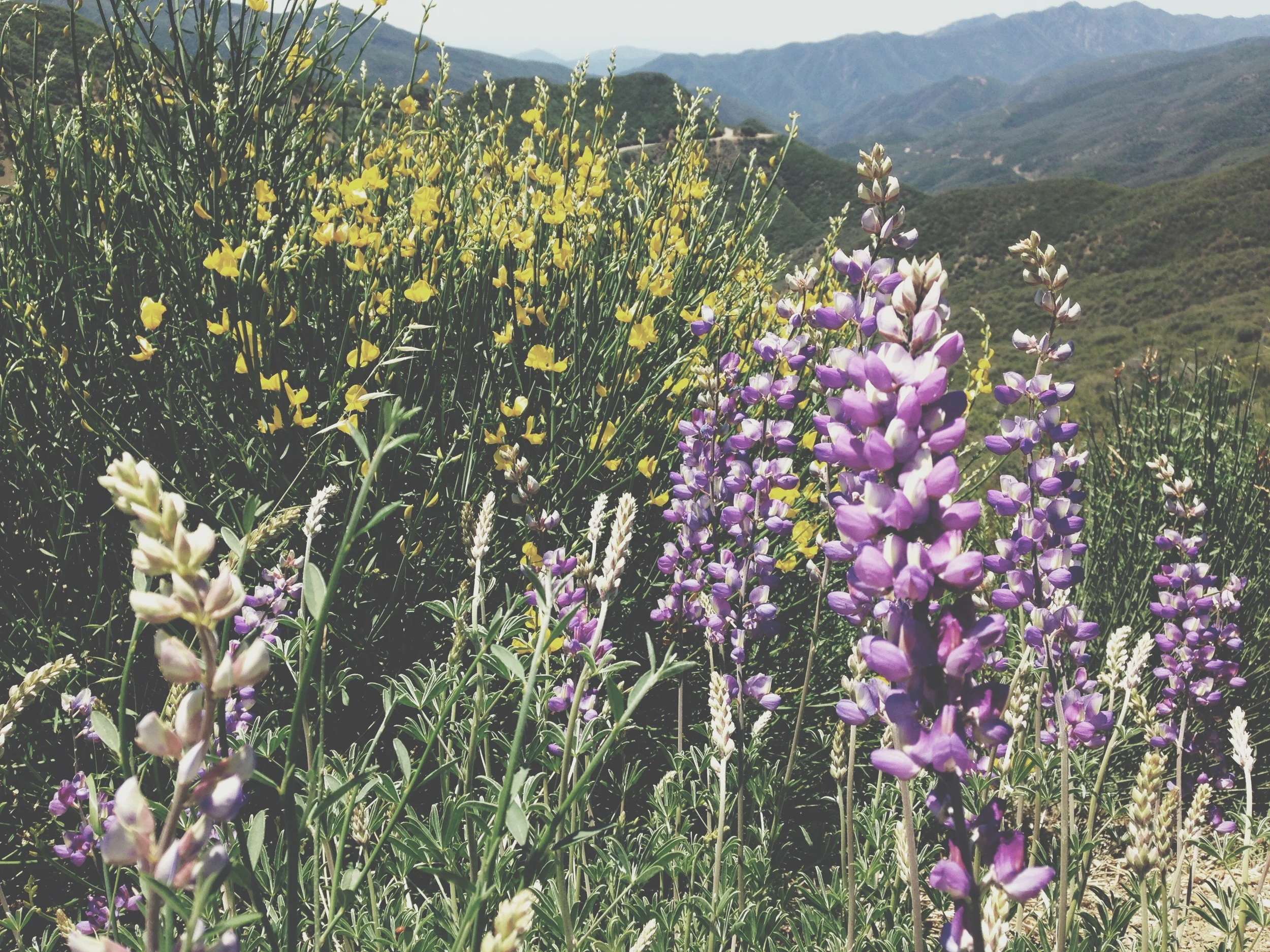 The trip began just over the hills from Santa Barbara, where the wildflowers grow like they don't care. 