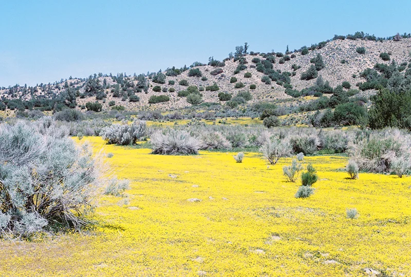 Dolly Parton was right, wild flowers don't care where they grow. 