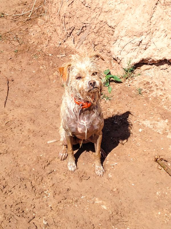 Grom was so stoked to get in that muddy water. He was happier than a camel on Wednesday. 