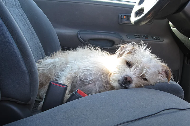 Once we got back to the trailer we made a quick breakfast before heading to the dunes and we knew Grom was making a turn for the worst. We left him in the truck to rest hoping all he needed was sleep. Two days, an hour drive to the nearest vet, and $100 later, we found out he had Giardia. Poor little buddy. 