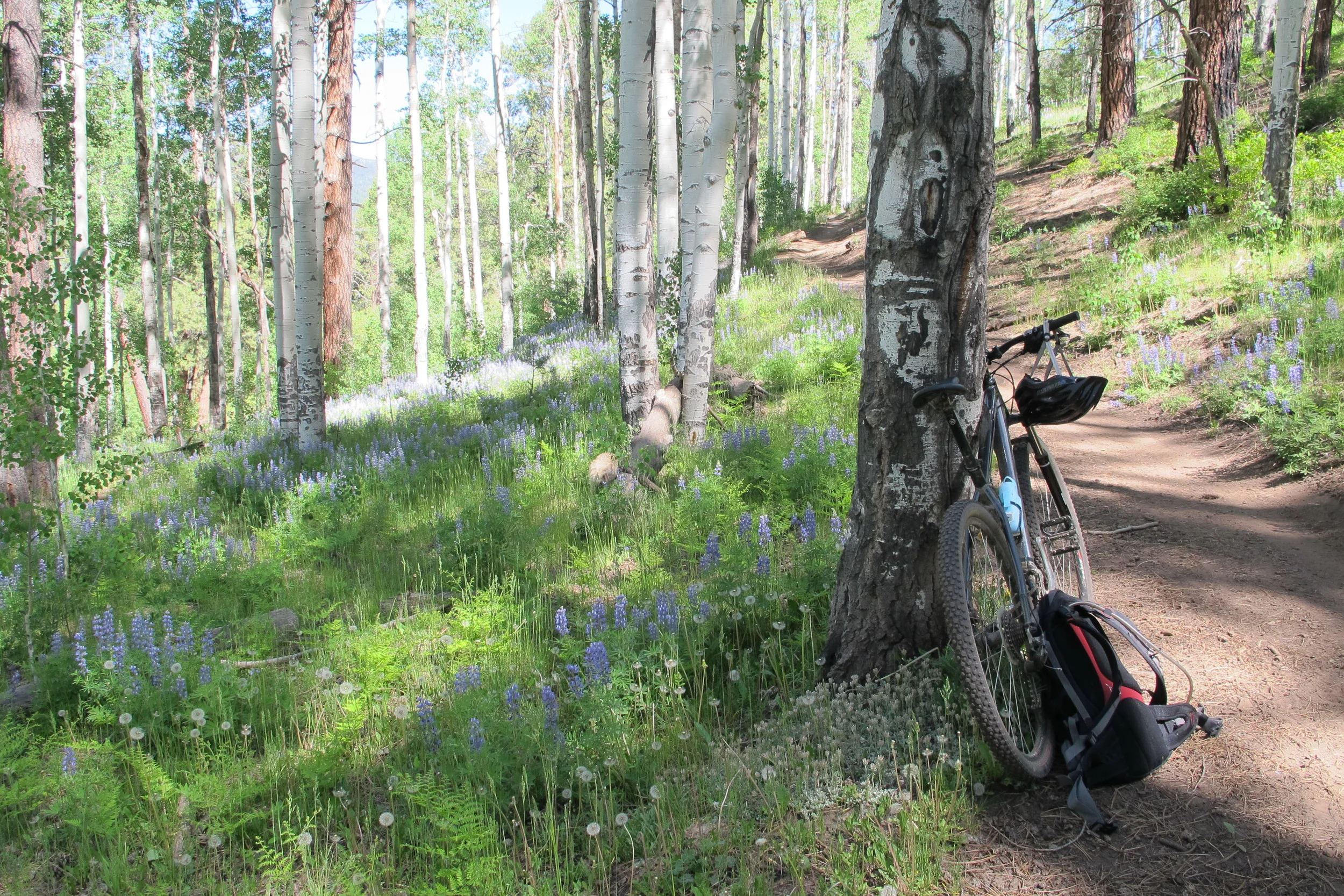 I couldn't be happier that the road and weather led us to Durango. The biking was incredible and carpeted with wildflowers. 
