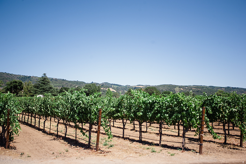 If you are in Sonoma, you must take a trip to Little Vineyards! It's a guarantee good time and wine. 