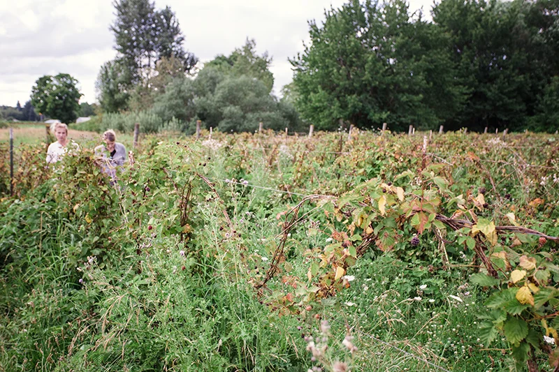 BOYSENBERRIES! I am not sure how many we ate but I do know that my white shirt is now red and purple. 