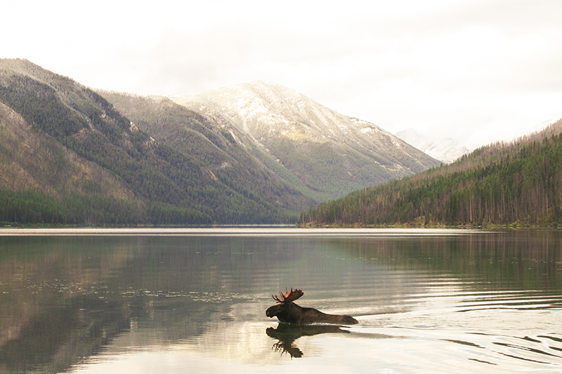 When I looked to my right a bull moose was coming out of the bushes 30 feet away from me. We startled each other, and I turned to run back up to camp and he ran into the lake. Adam saw the whole scene unfold, beautifully. 
