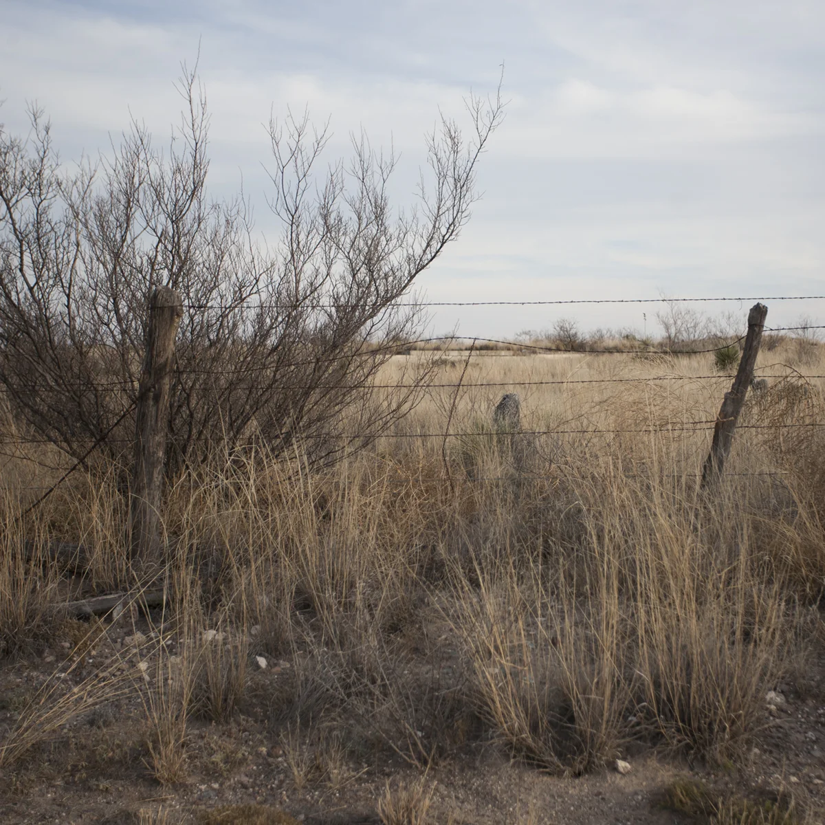 These gorgeous open roads call for a handful of daily road side stops to stretch and in Adams case play the tumbleweed blues. 
