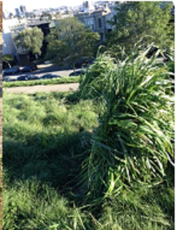 Friend of Alta Plaza Park Kathryn Kenna took this photo showing weeds growing as high as her waist.