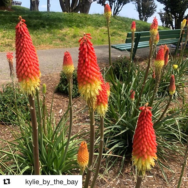 #Repost @kylie_by_the_bay
The hillside is blooming with popsicles; how wonderfully Seussian!! 😃💕 #natureisamazing #flowers #popsicles #mayflowers #bloom #color #drseuss #nature #altaplazapark #pacificheights #spring #sanfrancisco @friendsofaltaplaz