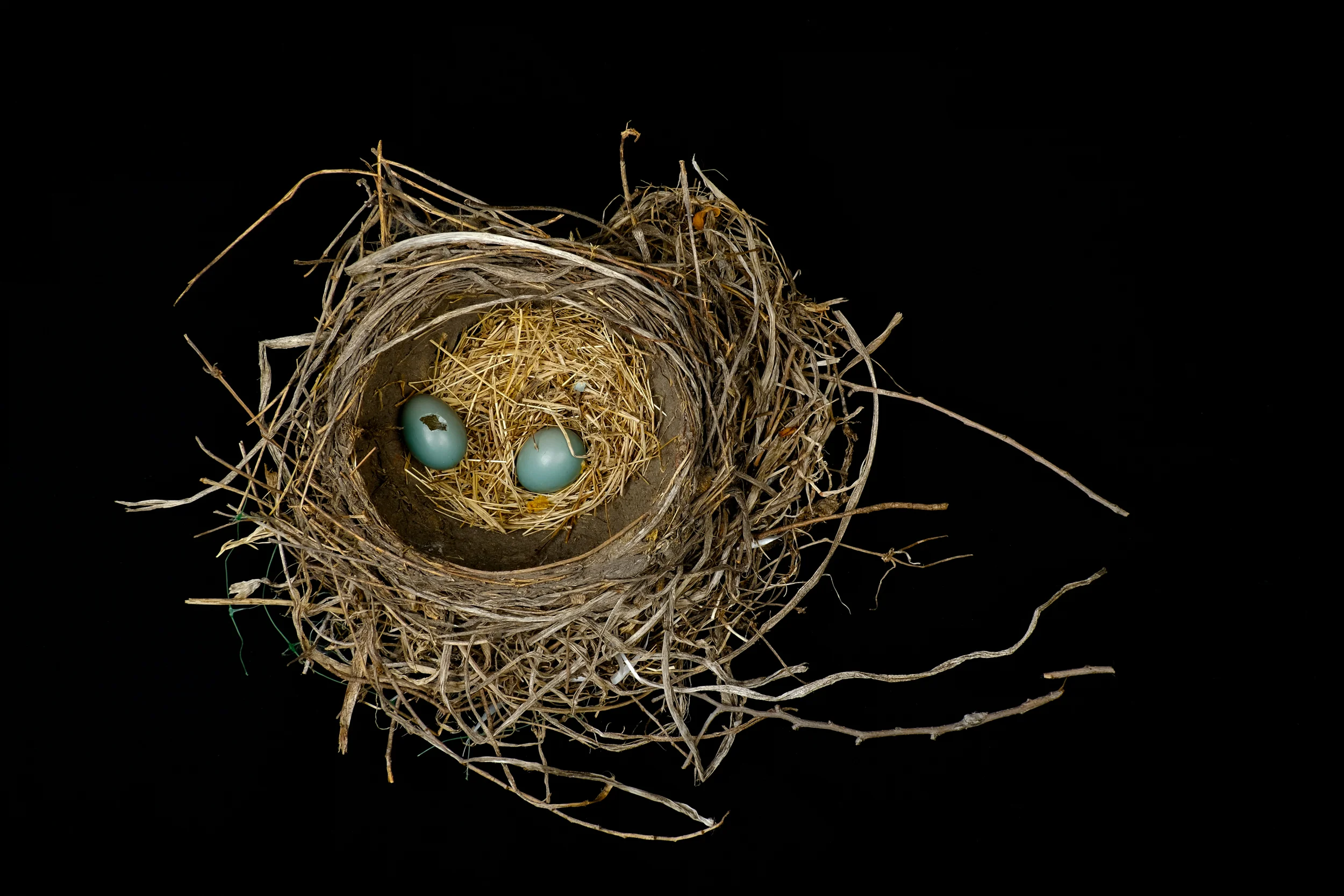 Nest