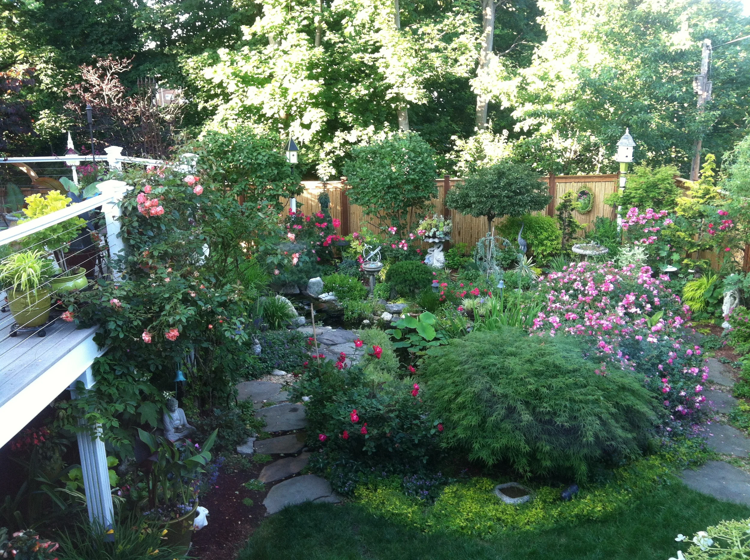 chris garden5.JPG