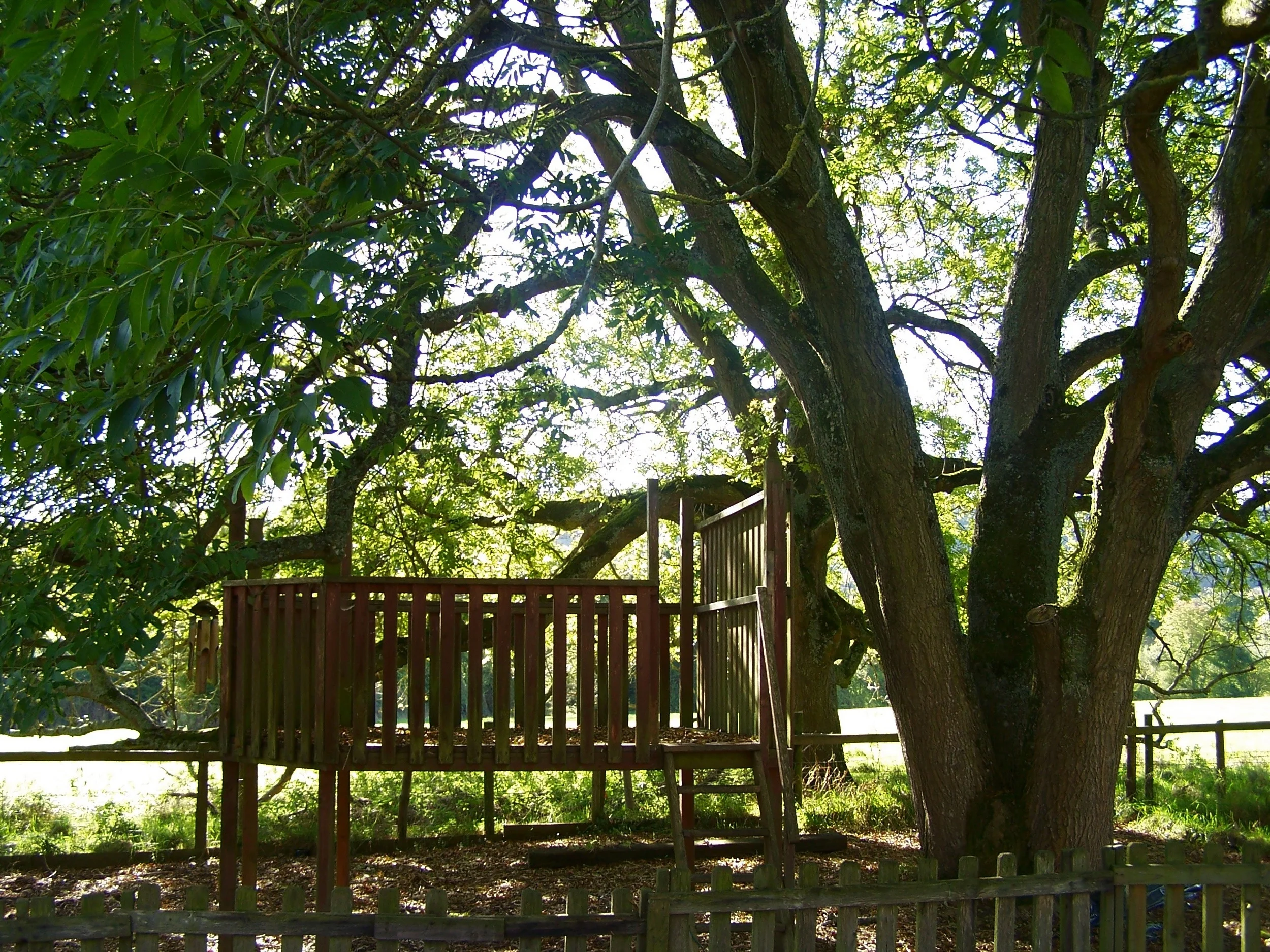 Tree House.jpg