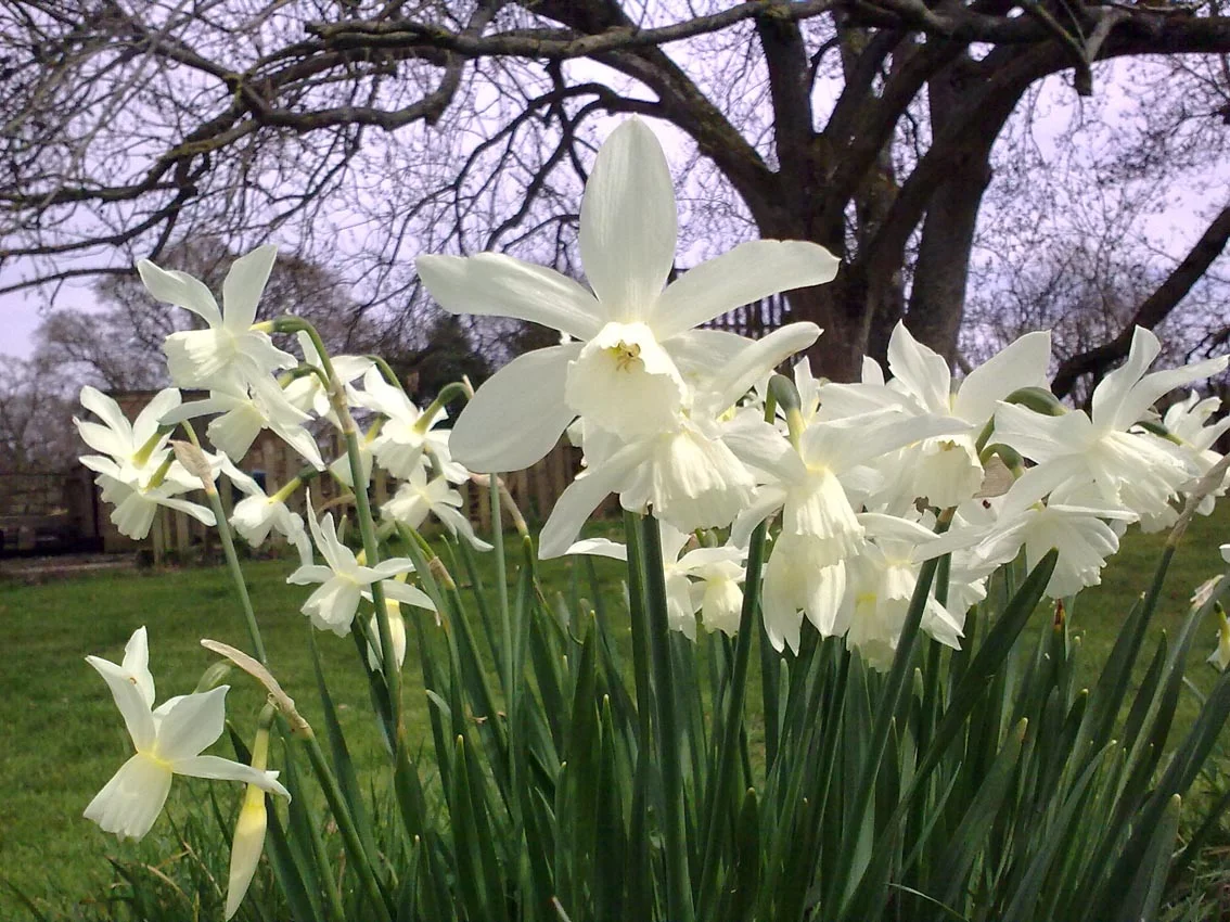 Daffodils in the camping field