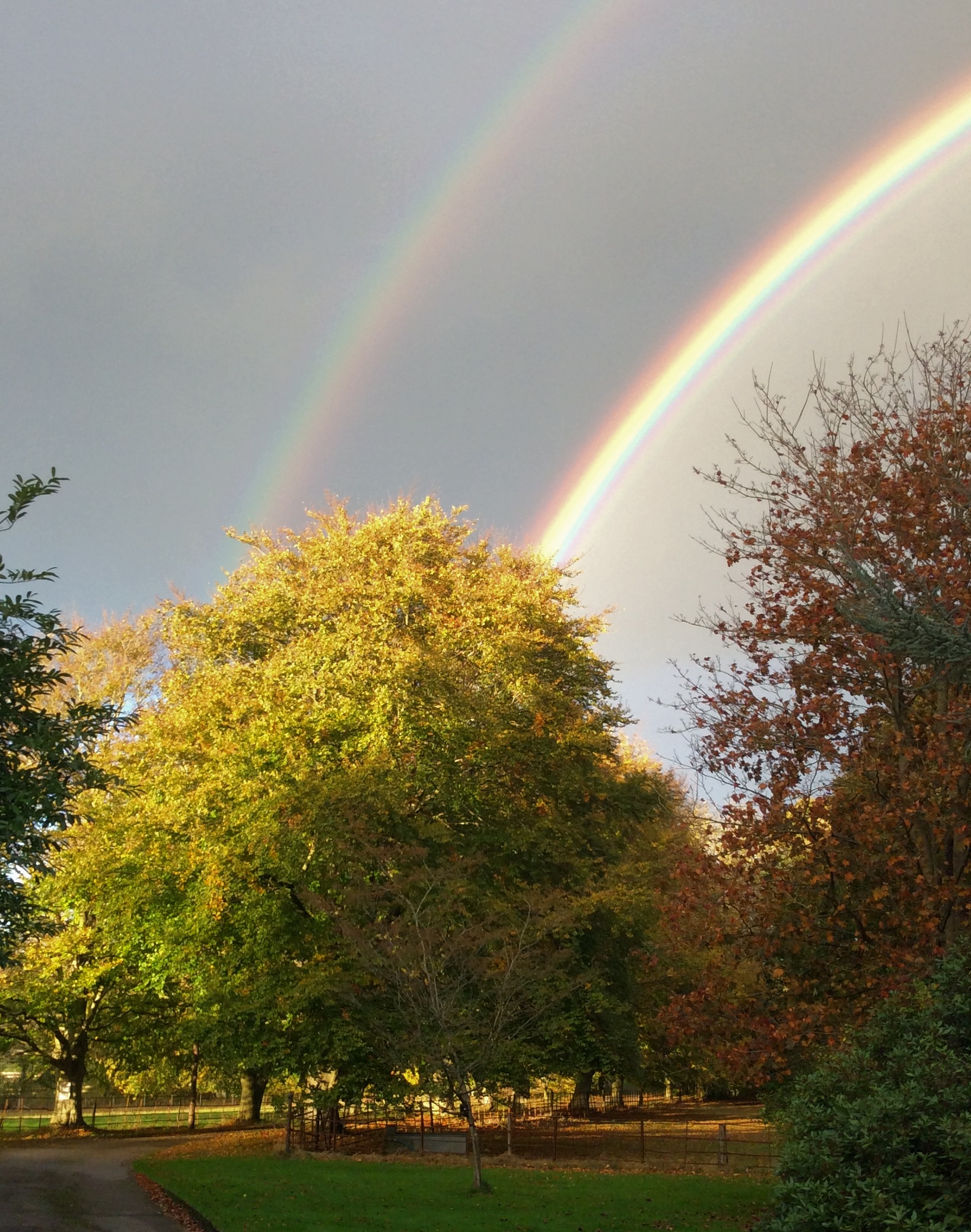 Rainbow in the dew