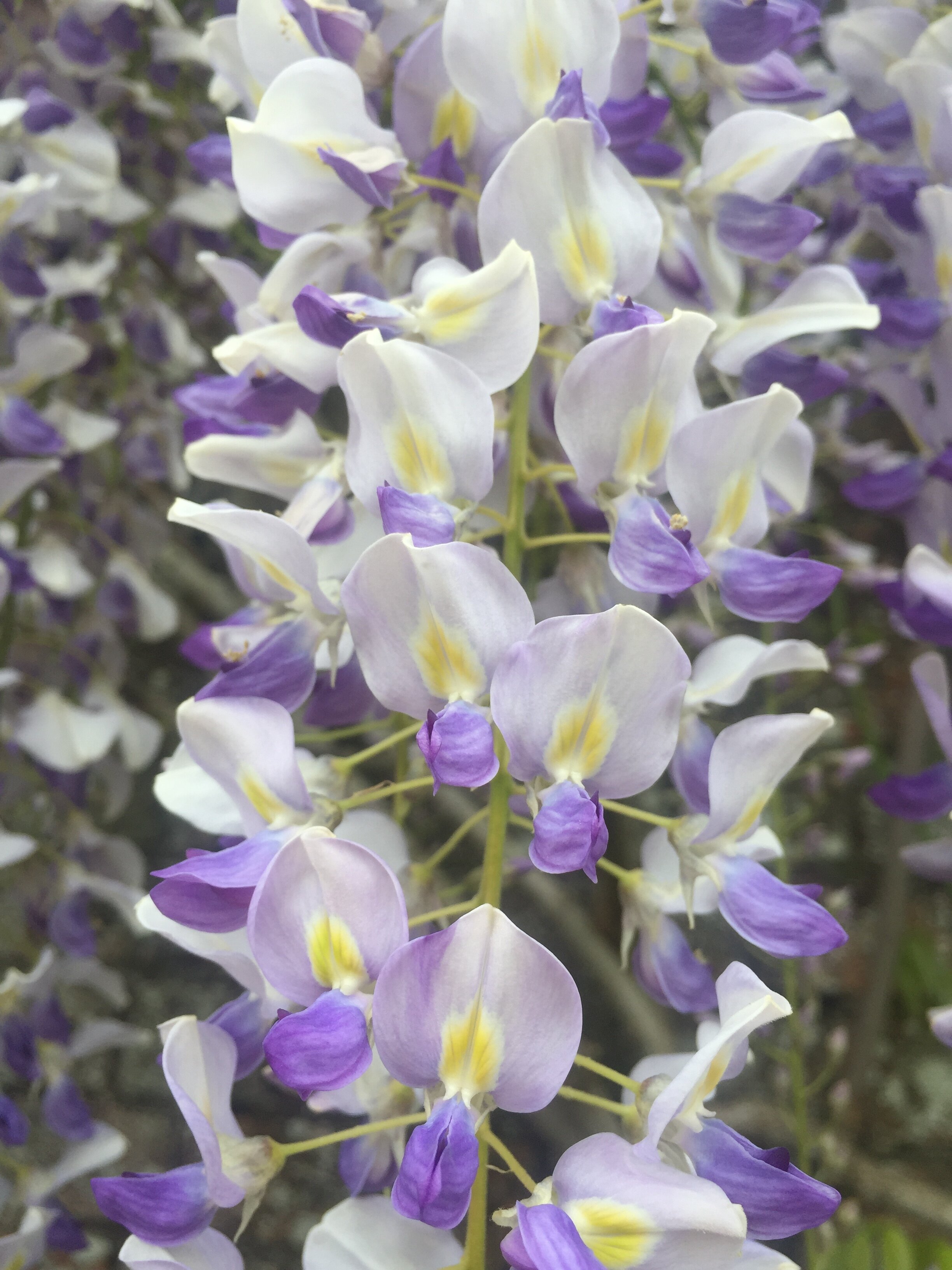 Close up of Wisteria Flowers