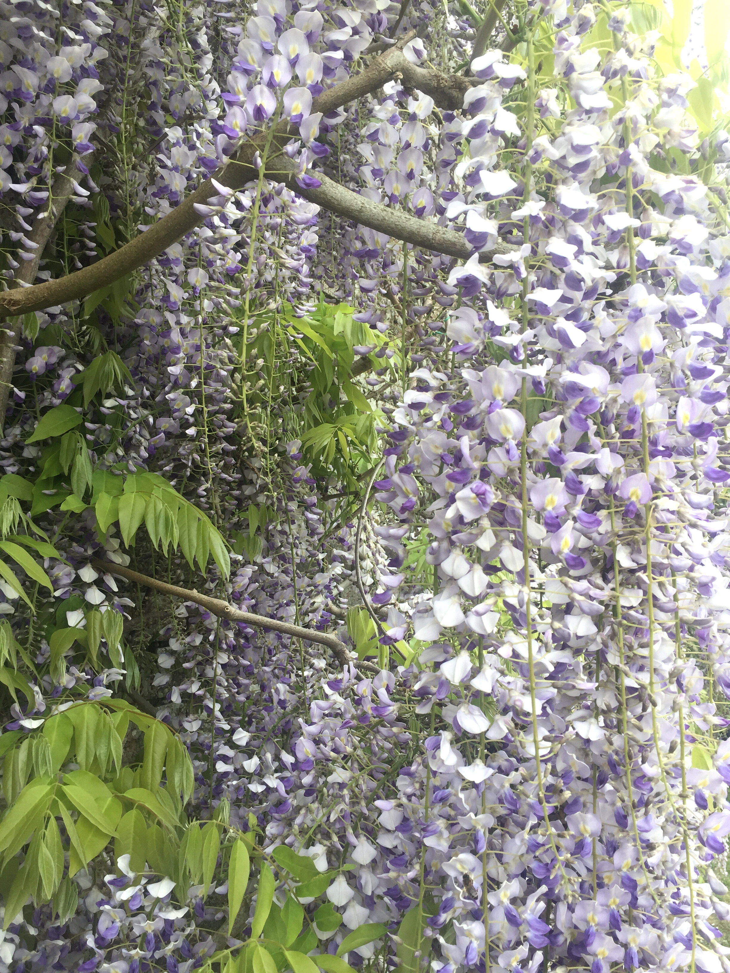 Wisteria on outer garden wall
