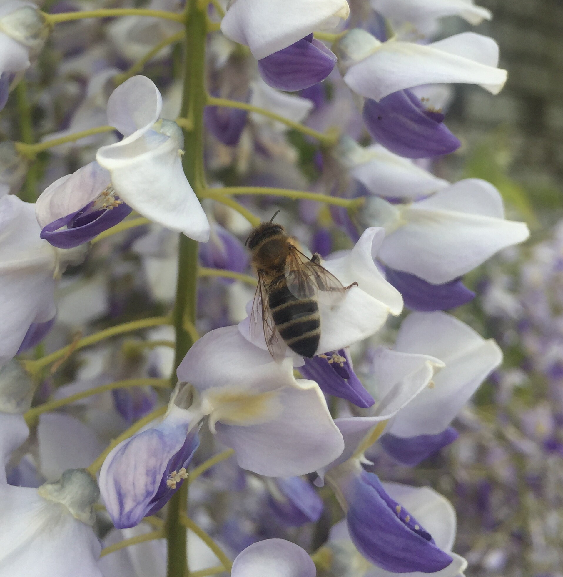 Bee enjoying the Wisteria Flowers
