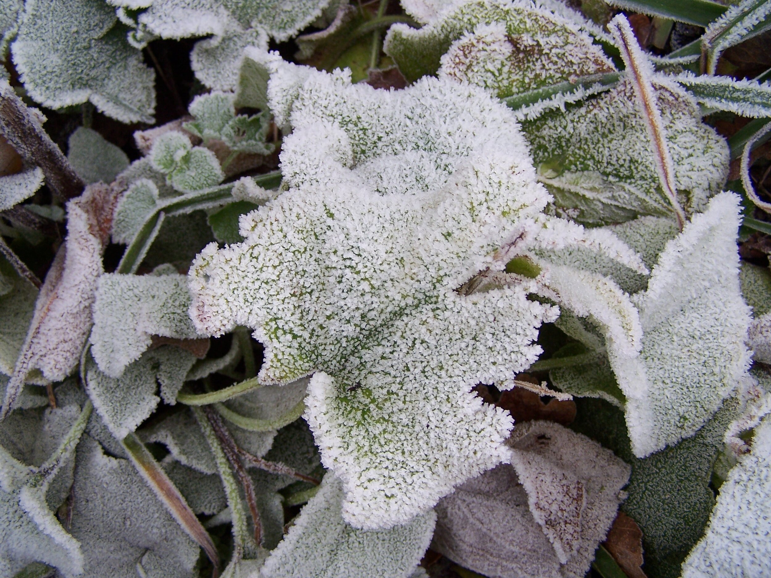 Frost on Phlomis leaves 