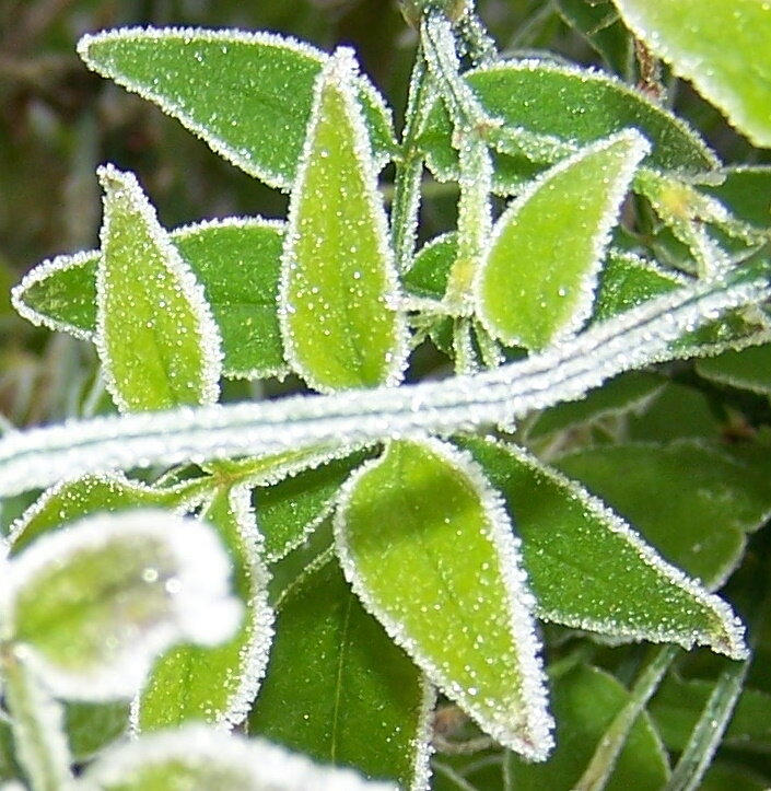 Jasmine leaves rimmed with frost