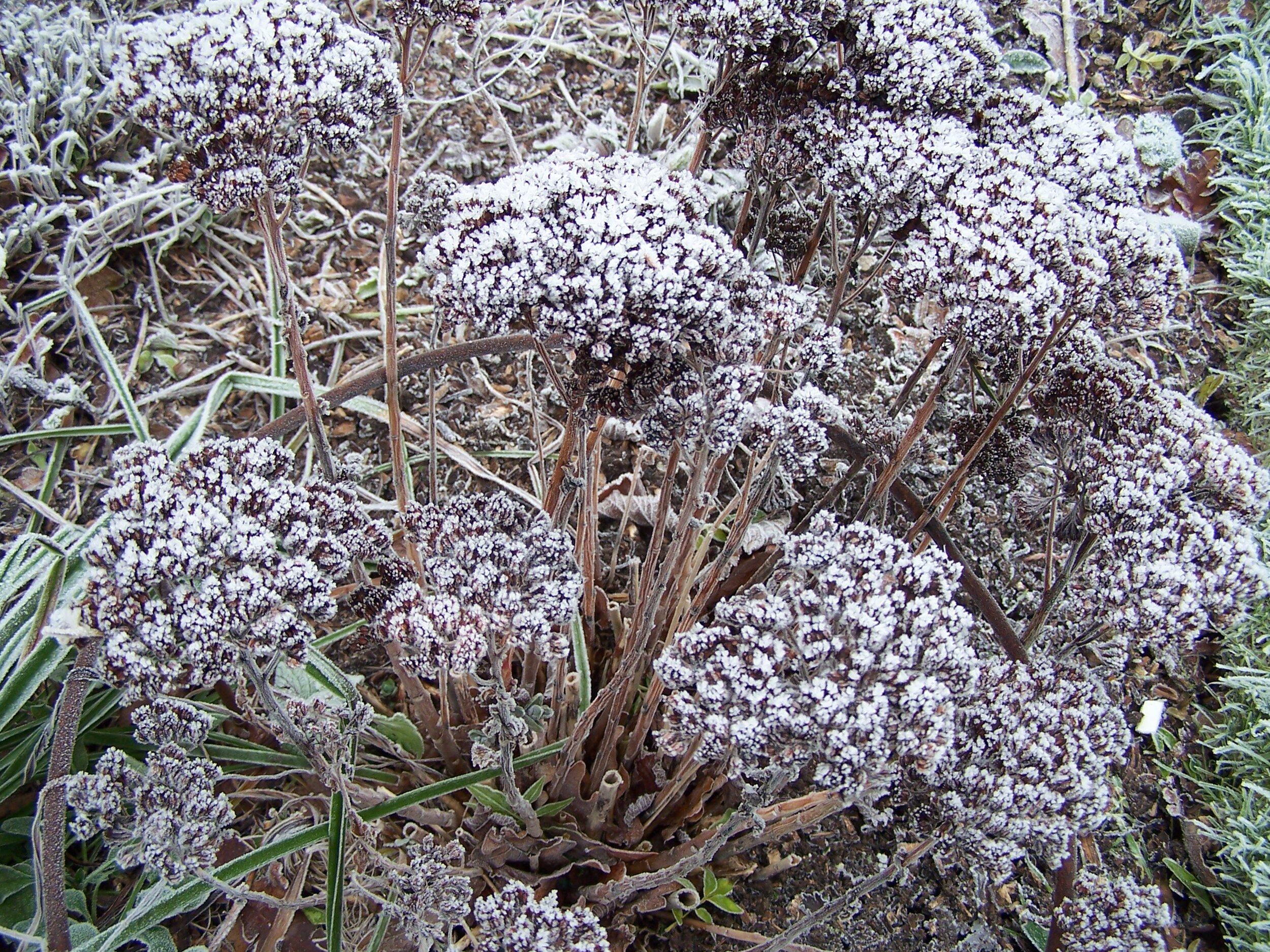 Frost on seed heads of last year's sedums