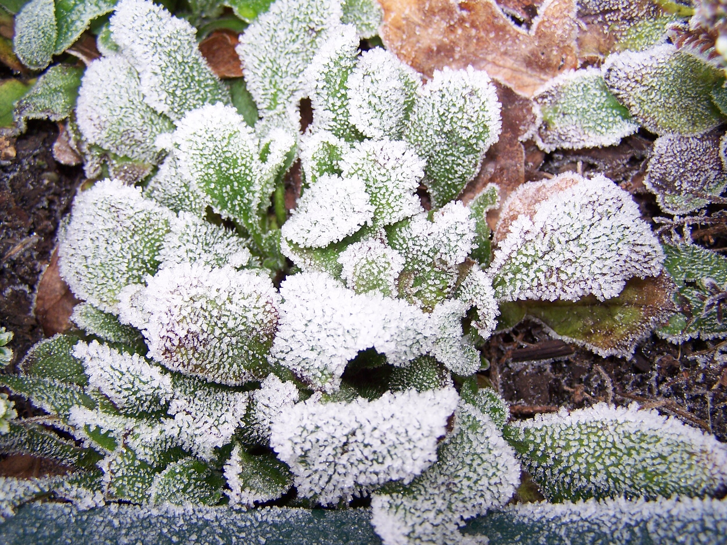 Frost on Forget me Not leaves