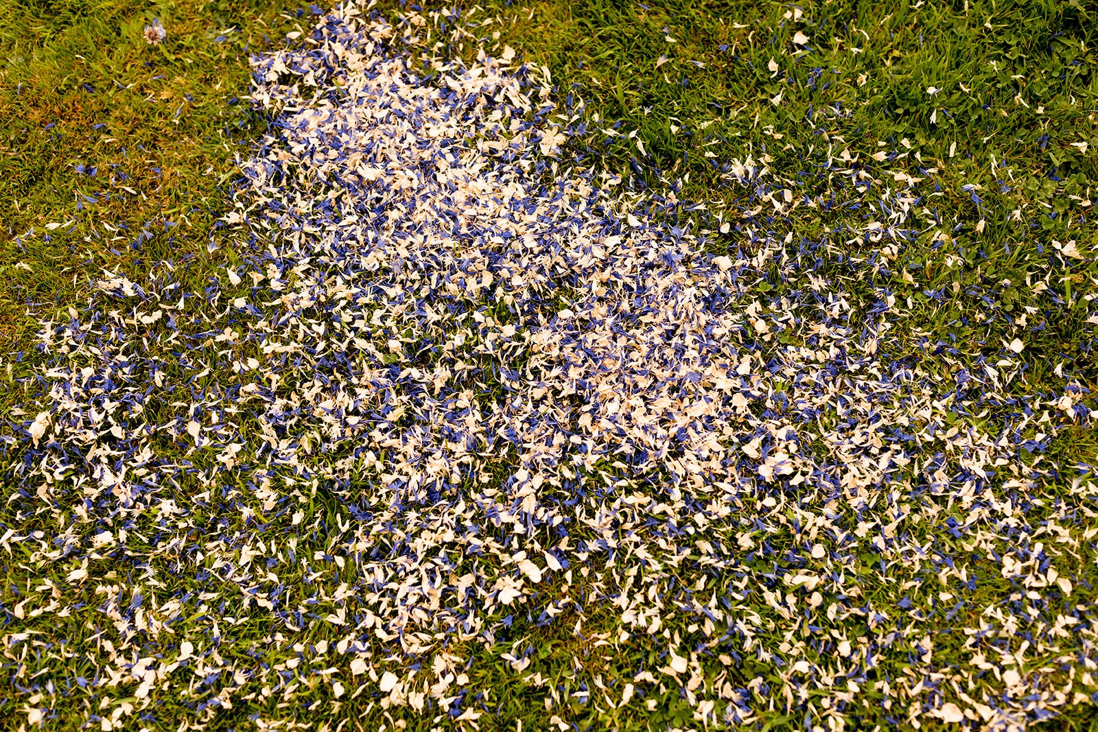 Dried flower confetti
