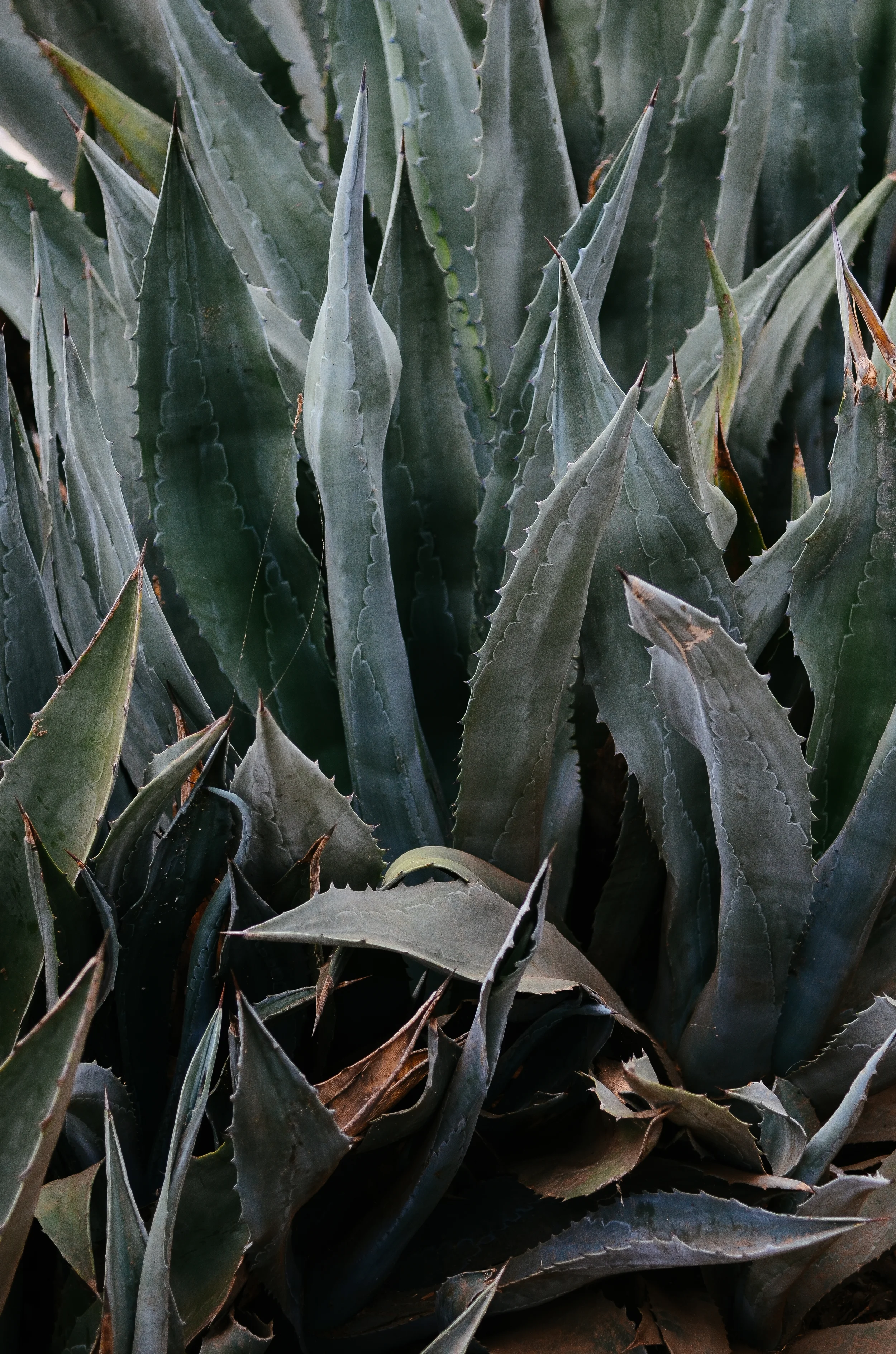 DSC_9648.jpg
