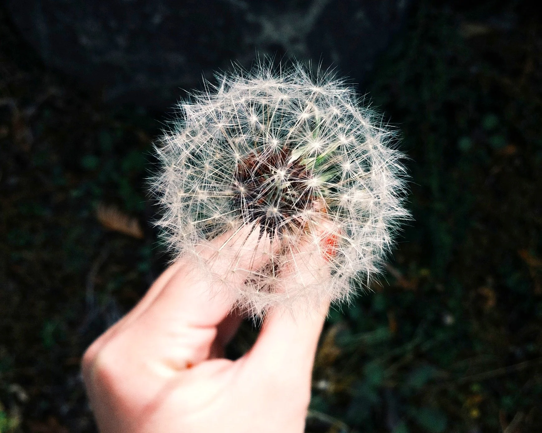 dandelion.jpg