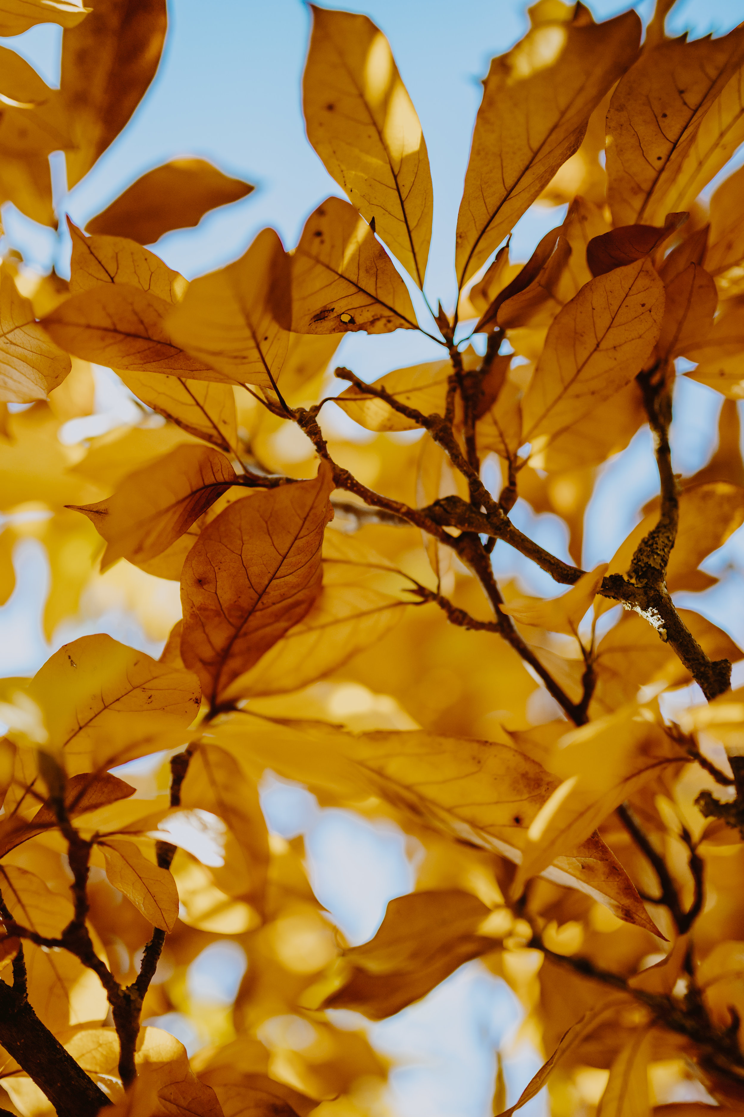 My Autumn Calendar is STACKED with fun events/trainings