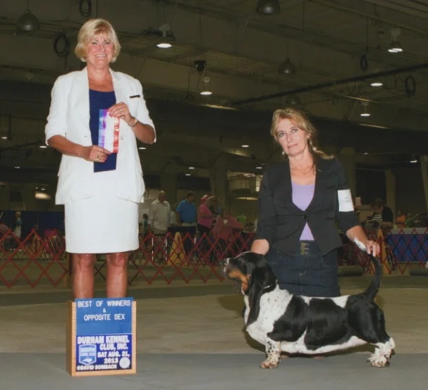 Corkey's Meadow of Love takes Best of Winners and Best of Opposite Sex at the Durham Kennel Dog Show, Raleigh, NC. 