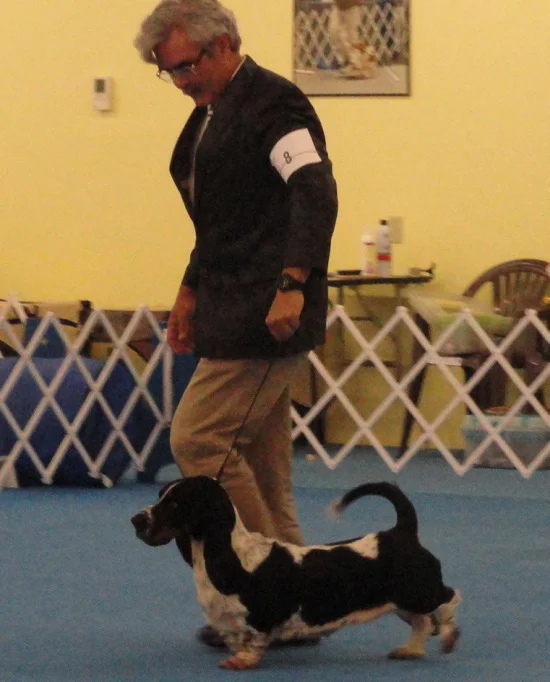 SUSQUEHANNA BASSET HOUND SPECIALITY Corkey's Meadow - CLASS 9 -12 MONTHS AND PUPPY SWEEPSTAKES 