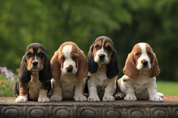 This photo made it into a 2015 calendar which can be purchased at this link. Copy and paste to your browser.&nbsp;http://www.petprints.com/Basset-Hound-Wall-Calendar-2015_p_16722.html 