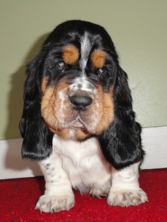 Corkey's Mighty Black Jack - 4 weeks