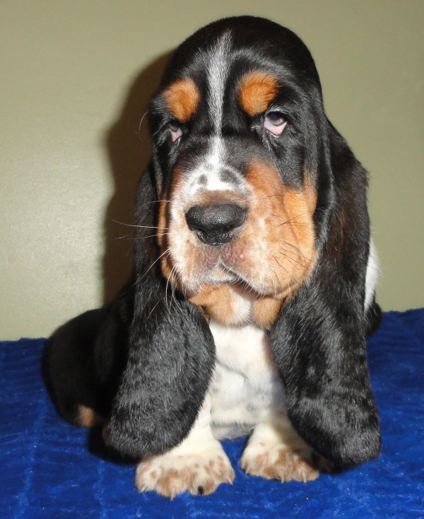 Corkey's Mighty Black Jack - 7 weeks 14 lbs