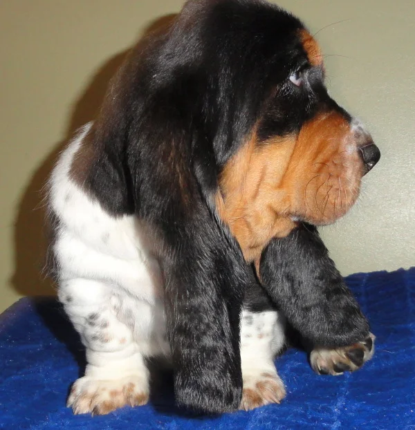 Black Jack - 7 weeks