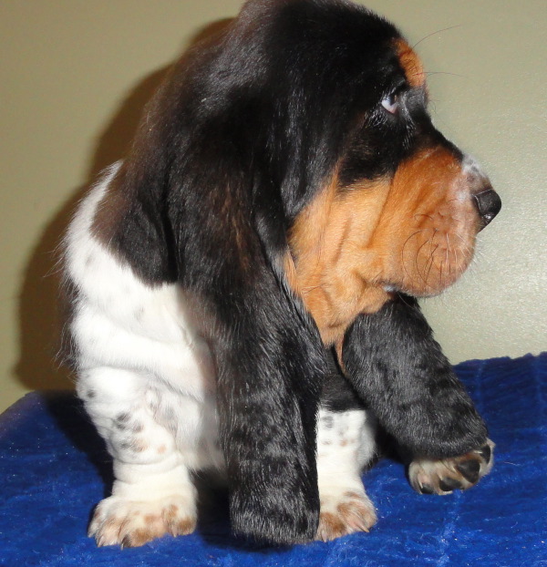 Black Jack - 7 weeks
